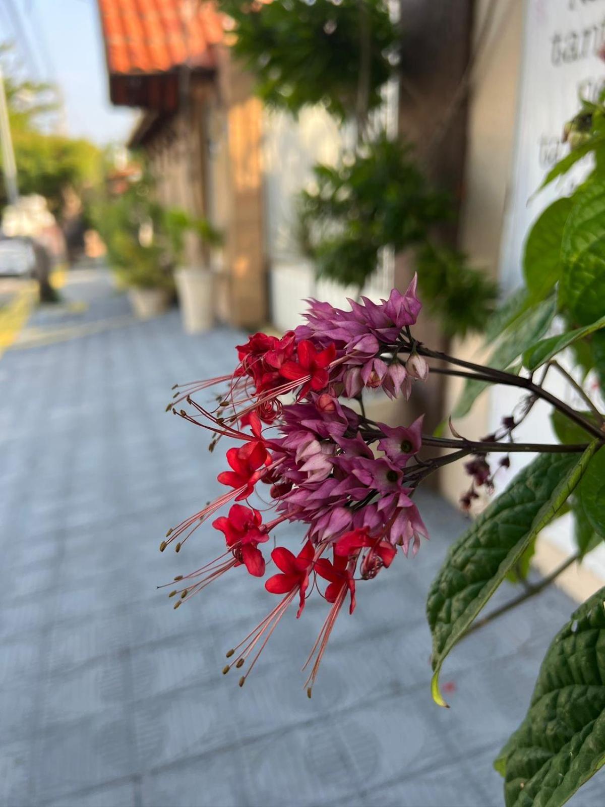 Pousada Flor Dalia ناتال المظهر الخارجي الصورة
